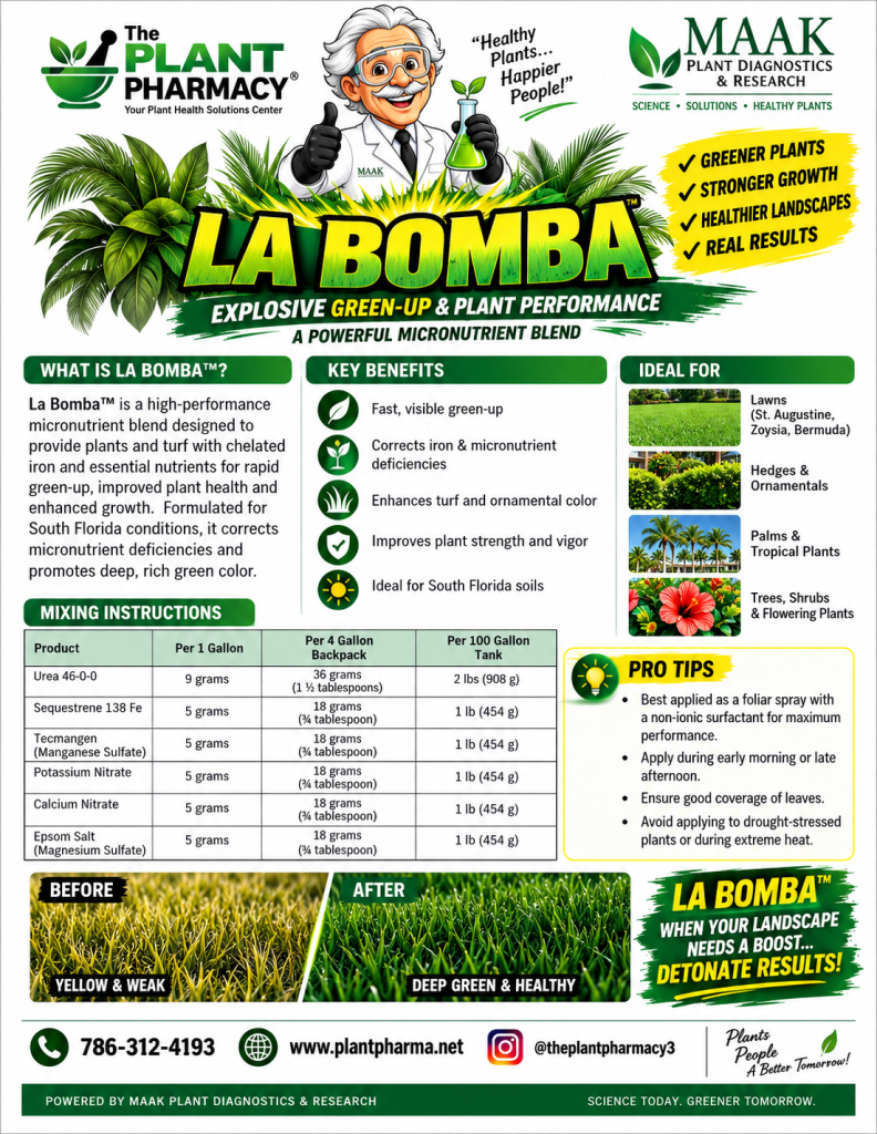 La Bomba