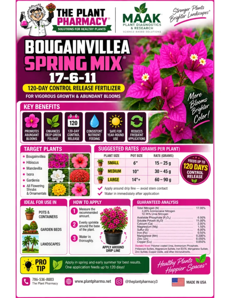 Bougainvillea