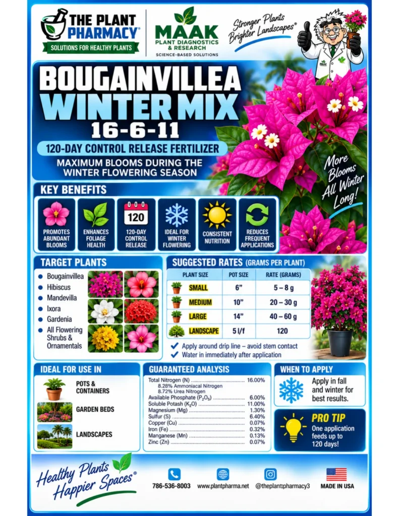Bougainvillea Winter Mix 16-6-11