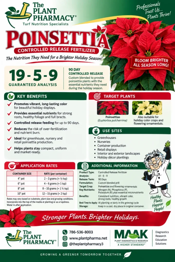 Poinsettia